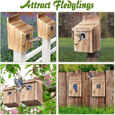 Customized Logo Acceptable 2 Pack Cedar Bluebird Box Houses for Outside