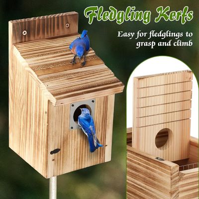 Customized Logo Acceptable 2 Pack Cedar Bluebird Box Houses for Outside