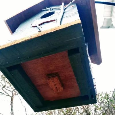 Hand Painted Cardinal And Birch Trees TIMBER Wood Birdhouse For Bird Conservationists
