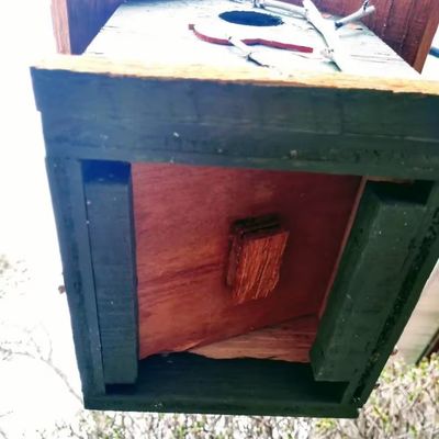 Hand Painted Cardinal And Birch Trees TIMBER Wood Birdhouse For Bird Conservationists