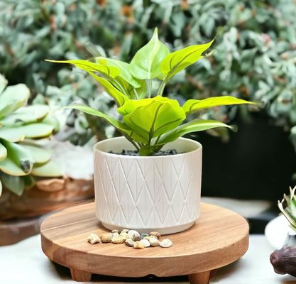 Acacia Wood Riser Round Pedestal Riser Board Wood Pedestal Stand for Kitchen Display