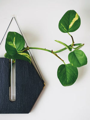 Propagation Station Modern Mini Wooden Box Wall Planter for Porch and Wall Decor Pots