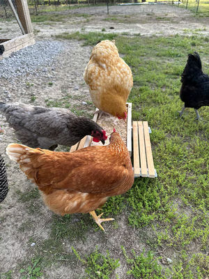 Pet Feeder Mini Picnic Table Chicken Feeder for Small Animals NO LCD Display