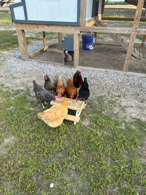 Pet Feeder Mini Picnic Table Chicken Feeder for Small Animals NO LCD Display