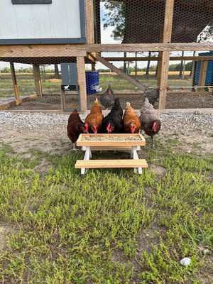 Pet Feeder Mini Picnic Table Chicken Feeder for Small Animals NO LCD Display