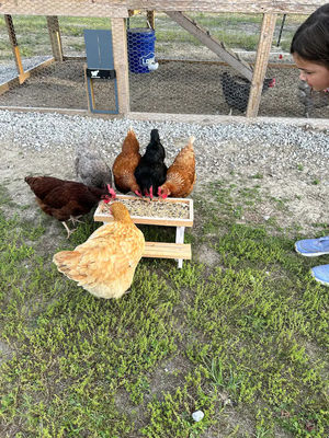 Pet Feeder Mini Picnic Table Chicken Feeder for Small Animals NO LCD Display