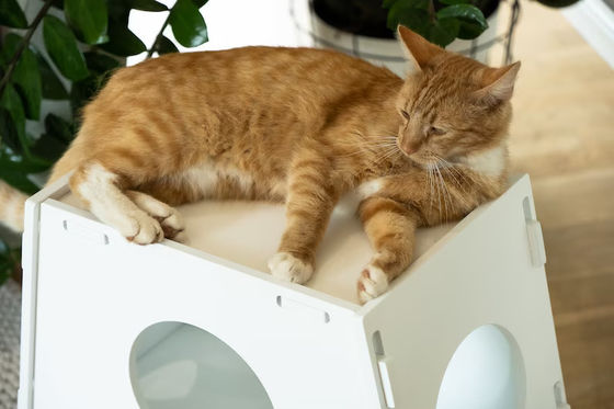 Wooden Stool Home Appliance Modern Indoor Pet Cage House for Dog and Cat Living Room