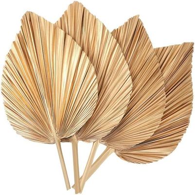 Vitalucks Logo Eco-Friendly Compostable Hand 4 Pcs Large Natural Gold Dried Palm Leaves