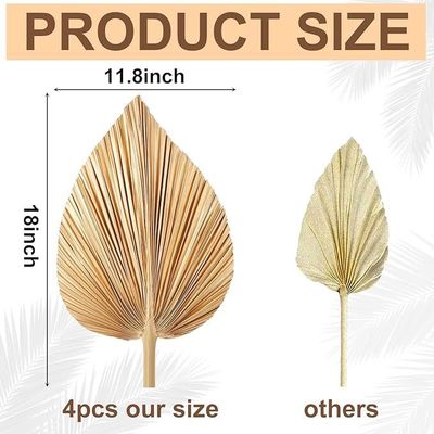 Vitalucks Logo Eco-Friendly Compostable Hand 4 Pcs Large Natural Gold Dried Palm Leaves