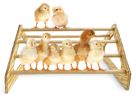 Gray Chick Perch Strong Wooden Jungle Gym Roosting Bar Chicken Toys for Coop and Brooder