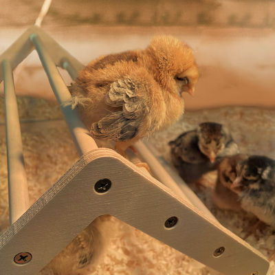 Gray Chick Perch Strong Wooden Jungle Gym Roosting Bar Chicken Toys for Coop and Brooder